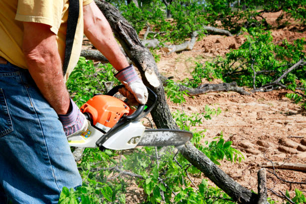 Best Commercial Tree Services  in Clear Lake, WA